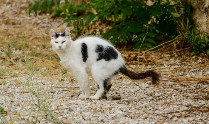 Der Bandwurm verletzt die Darmschleimhaut. Er saugt Blut und Nährstoffe. Bei einem starken Befall mit Würmern verliert die Katze ständig kleine Mengen an Blut. ( Foto: Adobe Stock - underworld )