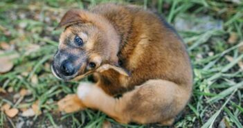 Grasmilben an Pfoten beim Hund lösen Juckreiz aus ( Foto: Adobe Stock - nateejindakum )