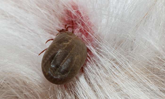 Am besten ist es natürlich, wenn die Larven der Milben gar nicht erst Körperteile des Hundes befallen können. ( Foto: Adobe Stock - chaphot )