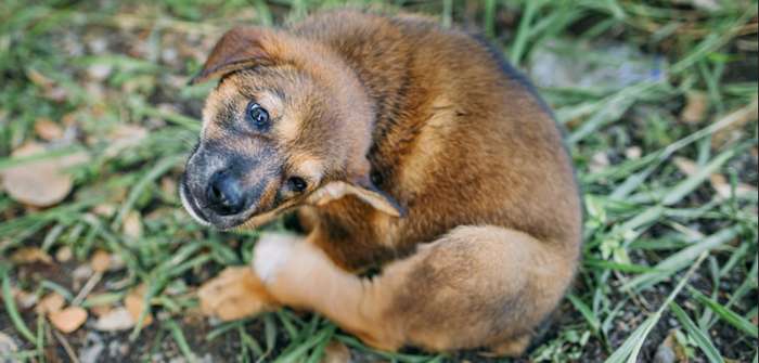 Grasmilben an Pfoten beim Hund lösen Juckreiz aus ( Foto: Adobe Stock - nateejindakum )