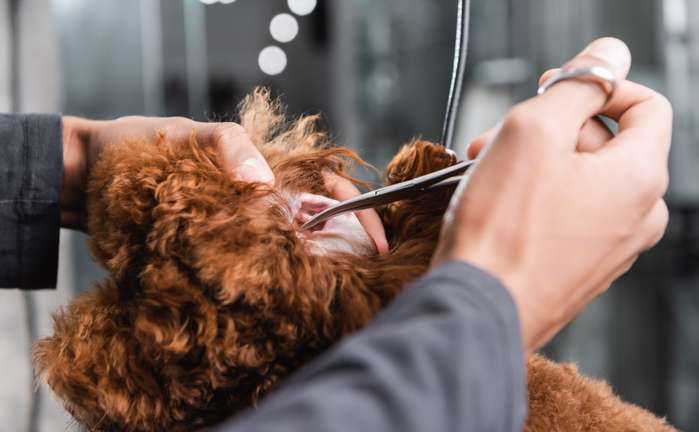 Es kommt immer darauf an, um welche Hunderasse es sich handelt. Es gibt einige wenige Hunde, bei denen nur sehr selten eine Ohrenreinigung erforderlich ist. ( Foto: Adobe Stock- LIGHTFIELD STUDIOS )