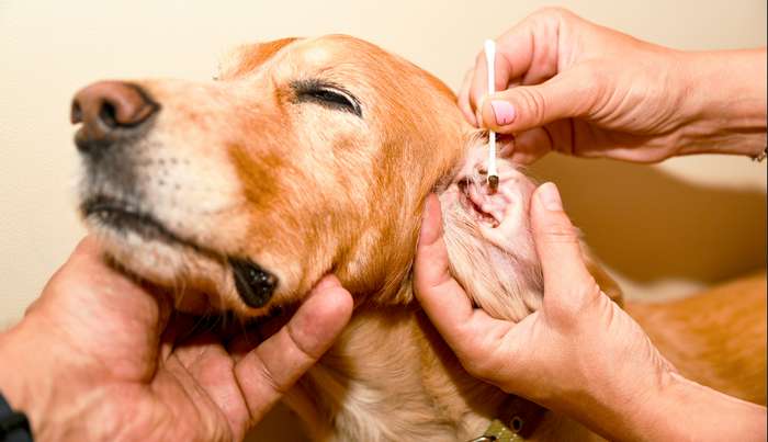 In den meisten Fällen fällt es Herrchen oder Frauchen sofort auf, wenn etwas mit Ihrem Hund nicht in Ordnung ist. ( Foto: Adobe Stock- Игор Чусь )