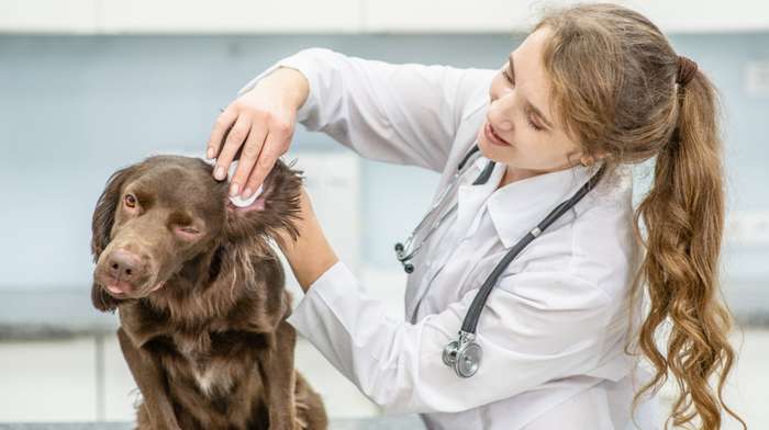 Den Gehörgang beim Ohren reinigen beim Hund säubern Sie mit einem speziellen Mittel. ( Foto: Adobe Stock- Ermolaev Alexandr ) _