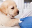 Häufige Pfoten Krankheiten der Hunde ( Foto: Adobe Stock - Ilike )