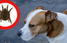 Schwarzkümmelöl dosierung hund - Die TOP Produkte unter allen Schwarzkümmelöl dosierung hund!