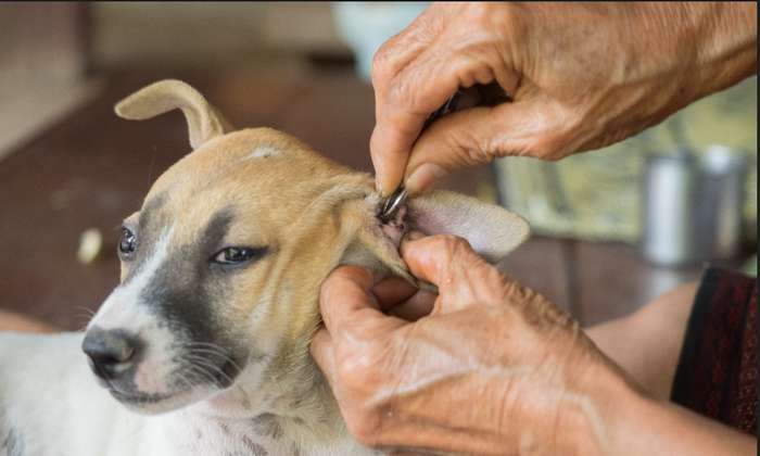 Die eigentliche Frage ist jedoch, ob die Teile der Zecke aus dem Körper des Hundes unbedingt herausgezogen werden müssen. ( Foto: Adobe Stock - teerawutbunsom )