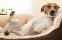 Hilfe, mein Hund atmet schnell im Schlaf! Was Hundehalter wissen müssen ( Foto: Adobe Stock - Javier brosch )