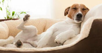 Hilfe, mein Hund atmet schnell im Schlaf! Was Hundehalter wissen müssen ( Foto: Adobe Stock - Javier brosch )
