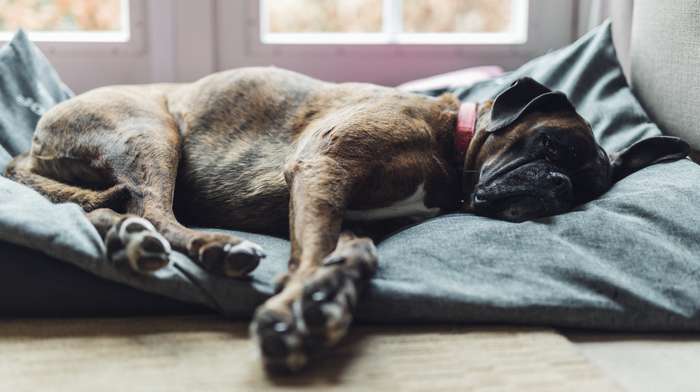 Ithaca med sig støn Hilfe, mein Hund atmet schnell im Schlaf! Was Hundehalter wissen müssen