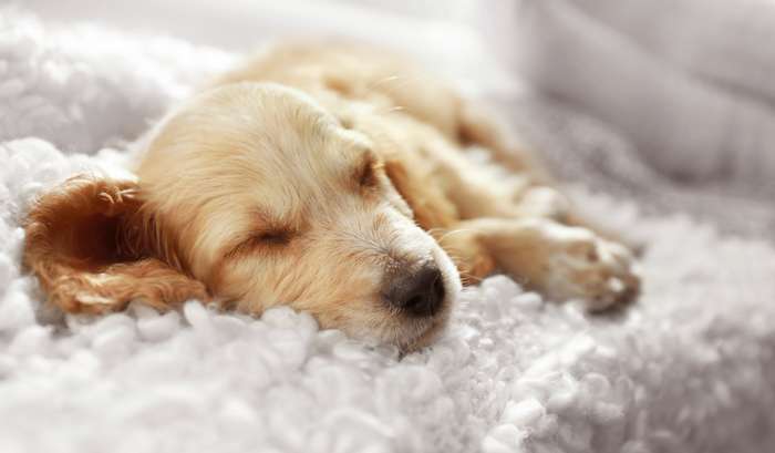 Der Hund atmet schnell im Schlaf und der Hundehalter ist in Panik: Was, wenn das Tier jetzt keine Luft mehr bekommt? ( Foto: Adobe Stock - New Africa)