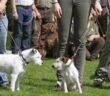 Eine Hundeschule in meiner Nähe ermöglich ein optimales Training ( Foto: Adobe Stock - Antje Lindert-Rottke )