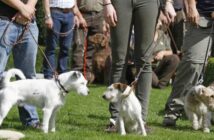 Eine Hundeschule in meiner Nähe ermöglich ein optimales Training ( Foto: Adobe Stock - Antje Lindert-Rottke )