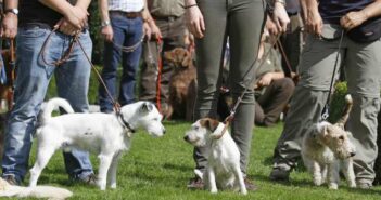 Eine Hundeschule in meiner Nähe ermöglich ein optimales Training ( Foto: Adobe Stock - Antje Lindert-Rottke )