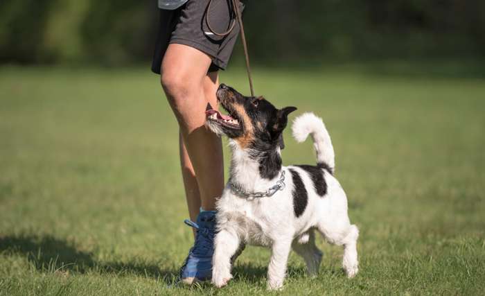 Damit das Training des Hundes erfolgreich ist, sollte der Vierbeiner nicht nur am Wochenende trainiert werden. ( Foto: Adobe Stock - Karoline Thalhofer ) 