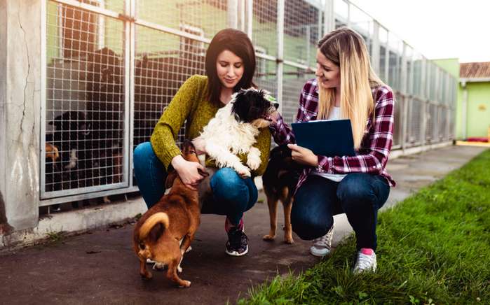 Hunde aus dem Tierheim und Problemhunde haben oft schon schlechte Erfahrungen mit Menschen gemacht. ( Foto: Adobe Stock - hedgehog94 ) 