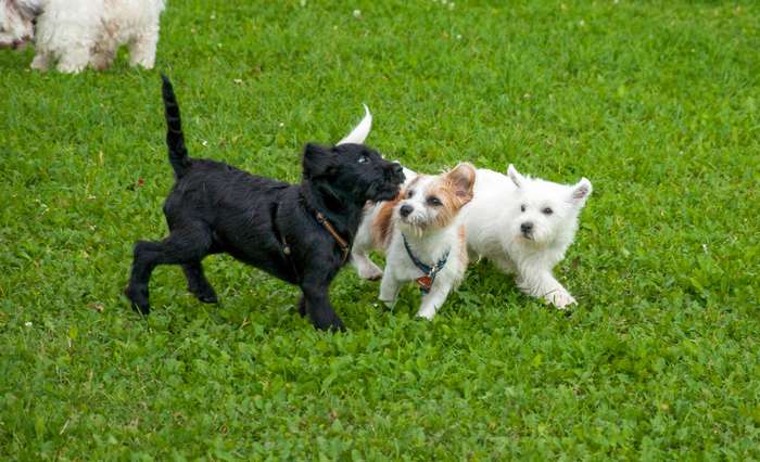 Jeder Hund lernt individuell. Die Belohnungen während des Trainings sollten immer an die Vorlieben des Vierbeiners angepasst werden. ( Foto: Adobe Stock - Angela Rohde )