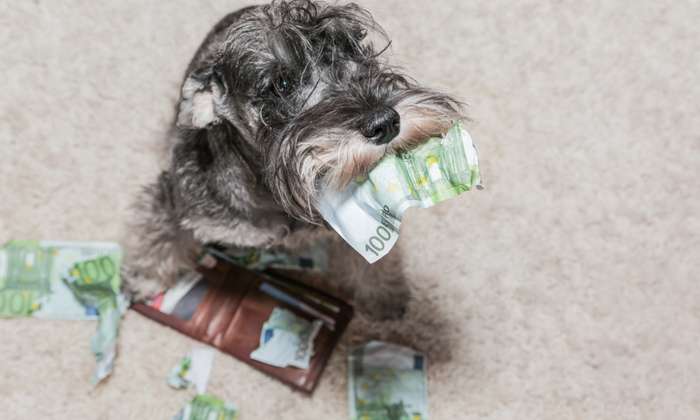 Die übliche Steuer für einen Hund beträgt 156 Euro pro Jahr. ( Foto: Shutterstock - Maximilian100 )