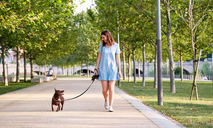 Zuständig für die Anmeldung eines Hundes ist das Stadtsteueramt Essen. ( Foto: Shutterstock - Jimartinfotografo ) 