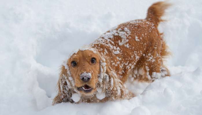 Im Schnee sind Rußteile und andere Verschmutzungen enthalten. ( Foto: Adobe Stock - korvit )