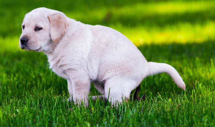 Schon Welpen können mit Parasiten infiziert sein. ( Foto: Adobe Stock - danieleorsi )