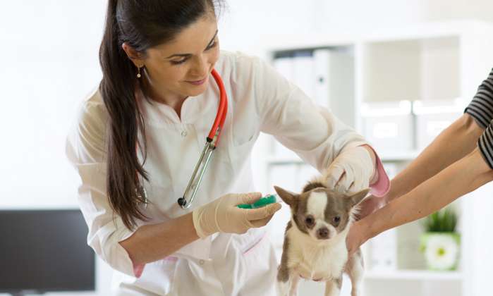 Nicht geimpfte Hunde sind anfälliger für Krankheiten ( Foto: Adobe Stock - Oksana Kuzmina )