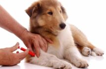 Zecke beim Hund entfernen – so gelingt es ganz leicht ( Foto: Adobe Stock - fotowebbox )