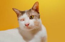 Die Augenentzündung Katze ist eine häufige Augenerkrankung ( Foto: Shutterstock -bombermoon )