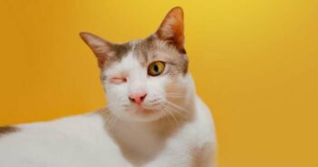 Die Augenentzündung Katze ist eine häufige Augenerkrankung ( Foto: Shutterstock -bombermoon )
