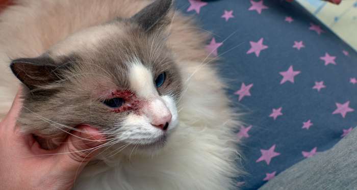 Meistens beginnt die Augenentzündung der Katze mit einer Bindehautentzündung. Die Bindehaut, deren äußerer Teil den inneren Lidrand bedeckt, wird durch verschiedene Ursachen gereizt. ( Foto: Shutterstock - eremeevdv )