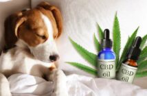 CBD bei Hunden: So lässt es sich einsetzen ( Foto: Adobe Stock - New Africa )