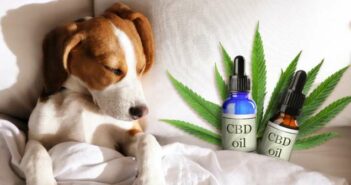 CBD bei Hunden: So lässt es sich einsetzen ( Foto: Adobe Stock - New Africa )