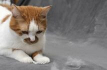 Die Katze hat Schuppen im Fell. Muss sie zum Tierarzt? ( Foto: Shutterstock - Natalya Chumak )