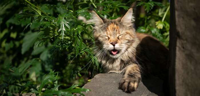 Wenn die Katze hechelt, kann das ein Alarmzeichen sein ( Foto: Shutterstock - Nils Jacobi_)