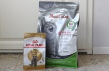 Royal Canin British Shorthair Test: der Katzen-Trockenfutter-Test 2022 (Foto: Leonie Priess)