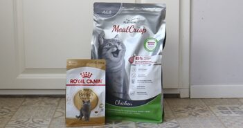 Royal Canin British Shorthair Test: der Katzen-Trockenfutter-Test 2022 (Foto: Leonie Priess)