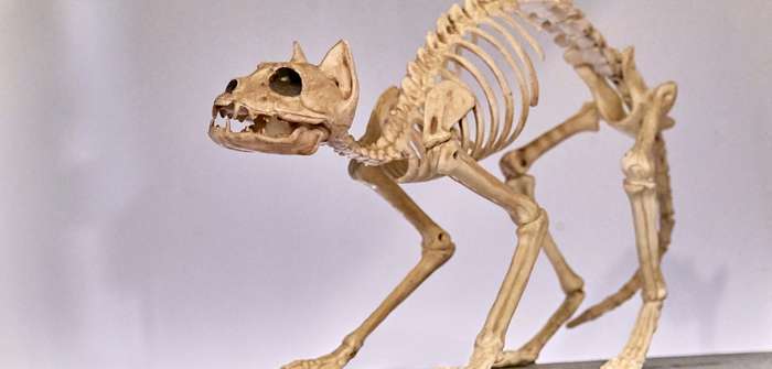 Das Katzen Skelett ermöglicht der Katze eine maximale Beweglichkeit ( Foto: Shutterstock - Irina Kononova )