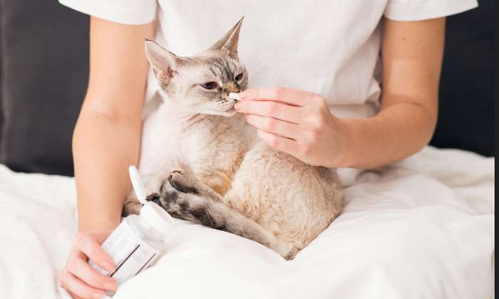 Die Katze zu entwurmen ist mit einer Tablette möglich ( Foto: Shutterstock - Veera_)