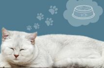 Anti Schling Napf: Katze frisst langsamer ( Foto: Shutterstock - Lizavetta )