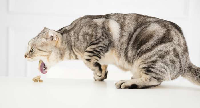 Durch die ständige Überlastung des Magens und das wiederholte Erbrechen wird die Magenschleimhaut der Katze gereizt. Es entwickelt sich eine chronische Entzündung. Durch das Erbrechen werden auch die Speiseröhre und die Zähne der Katze geschädigt. ( Foto: Shutterstock - Tom Wang )