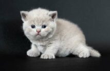 Baby Katzen weiß haben oft gesundheitliche Probleme ( Foto: Shutterstock - lowpower225 )
