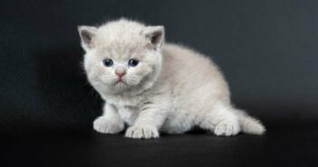 Baby Katzen weiß haben oft gesundheitliche Probleme ( Foto: Shutterstock - lowpower225 )