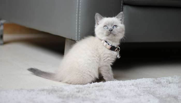 Vollständig weiße Britisch Kurzhaar Katzen sind selten. Ihre Augen sind blau oder grün. ( Foto: Shutterstock - Goldturtlephotography )