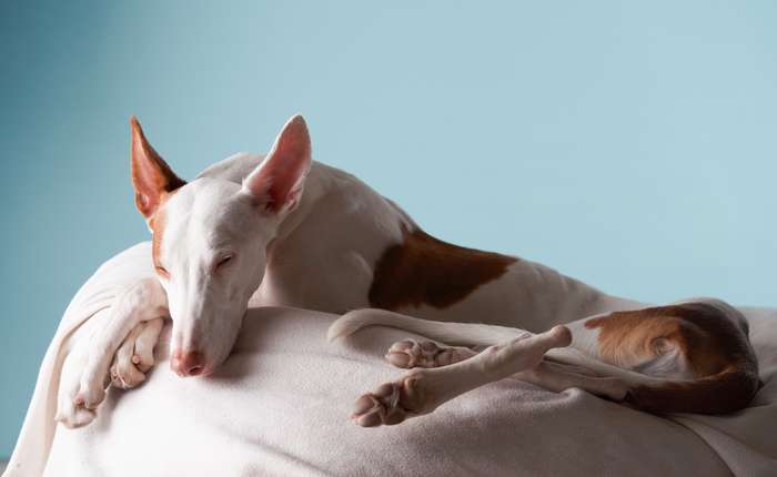 Für die Teilnahme an einem Wettkampf eignet sich nicht jeder Windhund. ( Foto: Adobe Stock - annaav )