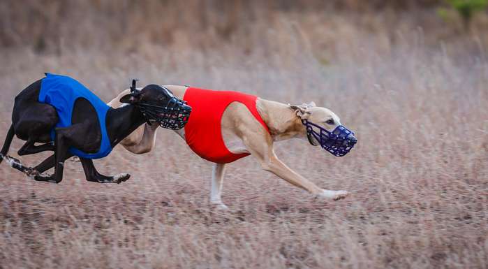 Beim Windhundrennen wird der natürliche Jagdtrieb der Tiere ausgenutzt. ( Foto: Adobe Stock -  Beim Windhundrennen wird der natürliche Jagdtrieb der Tiere ausgenutzt. ( Foto: Adobe Stock - Beim Windhundrennen wird der natürliche Jagdtrieb der Tiere ausgenutzt. ( Foto:   Adobe Stock - krushelss )