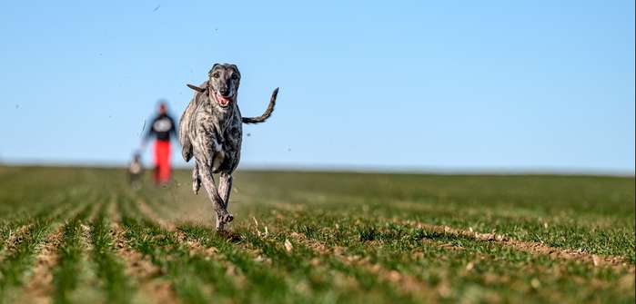 Windhunde laufen für ihr Leben gerne ( Foto: Adobe Stock - Ferenc )