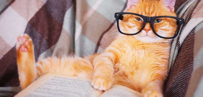 Katzen Sprüche für alle Gelegenheiten ( Foto: Shutterstock - MyraMyra )