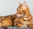 Ein Kratzbaum für große Katzen muss besonders stabil sein ( Foto: Shutterstock - Svetlana Rey )