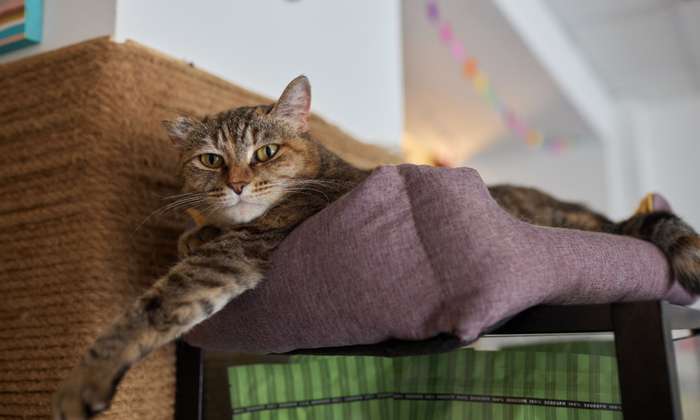 Ein Kratzbaum für große Katzen bietet viele verschiedene Möglichkeiten. ( Foto: Shutterstock - Vershinin )