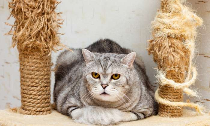 Katzen suchen häufig einen ruhigen Rückzugsort auf. ( Foto: Shutterstock - Afiraz )