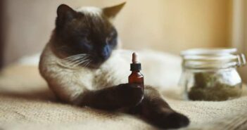 Mit CBD gegen chronische Schmerzen: Auch Katzen profitieren ( Foto: Adobe Stock - Lightcube )